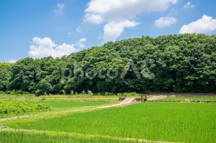 田園風景 田園風景,田舎,晴天の写真素材