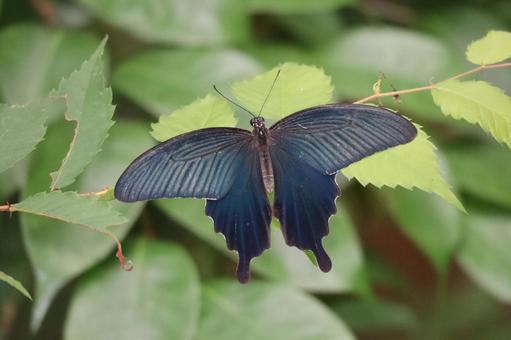 緑の葉の木の枝にとまるクロアゲハのアップ 緑の葉の木の枝にとまるクロアゲハのアップ クロアゲハ,緑,葉の写真素材