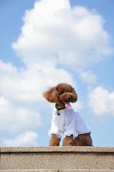 可愛いおしゃれなトイプードル トイプードル,犬,空の写真素材