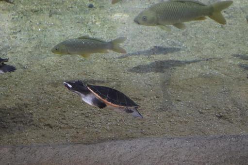 水槽の亀と魚の風景 水槽の亀と魚の風景の写真