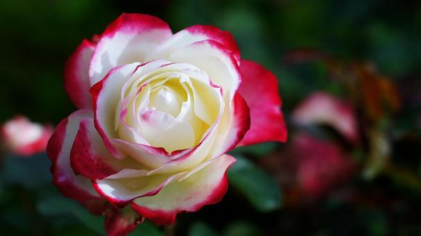 バラ園-742 バラ,赤,クリーム色の写真素材