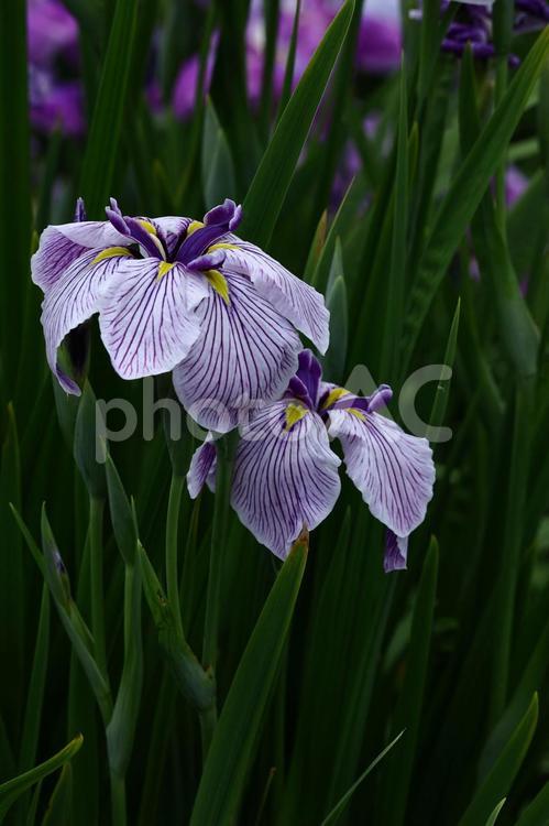 凛として優雅に咲く 花菖蒲,花,アヤメ科の植物の写真素材