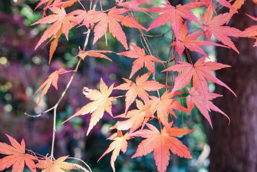 紅葉　クローズアップ 紅葉,もみじ,色づきの写真素材