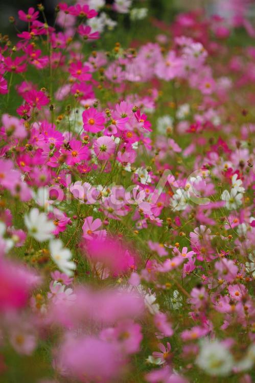 咲き乱れるピンクの秋桜 秋桜,ピンク,美しいの写真素材