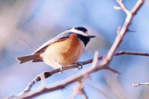 木の枝に止まるヤマゲラ 木の枝に止まるヤマゲラ 鳥,ヤマガラ,自然の写真素材