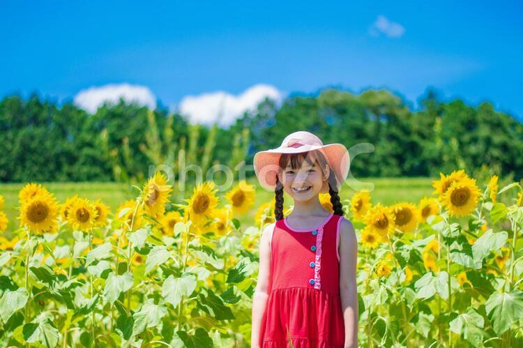 ひまわりと女の子 向日葵,笑顔,子供の写真素材