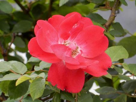 【薔薇の写真】バラの花 【薔薇の写真】バラの花の写真