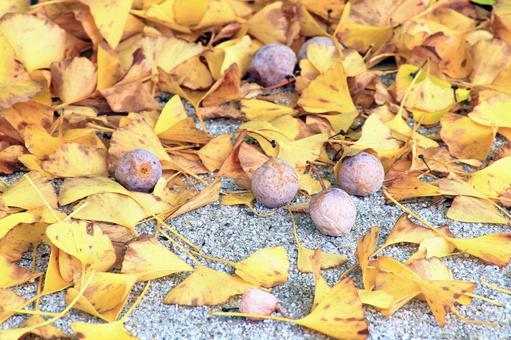 イチョウの落ち葉と実 イチョウ,落ち葉,イチョウの実の写真素材