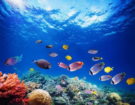 海で泳ぐカラフルな熱帯魚 海で泳ぐカラフルな熱帯魚の写真