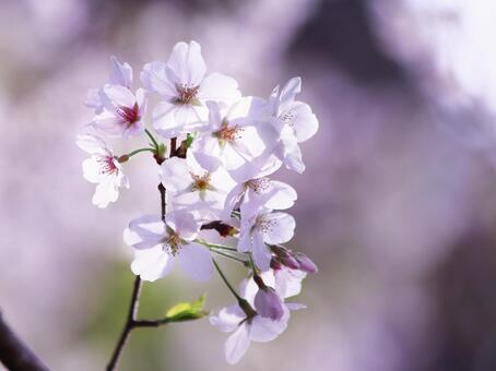 Beautiful cherry blossoms in full bloom, JPG Beautiful cherry blossoms in full bloom, JPG