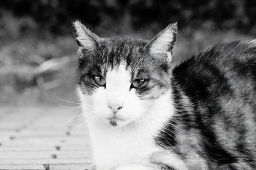 ねこ ねこの写真