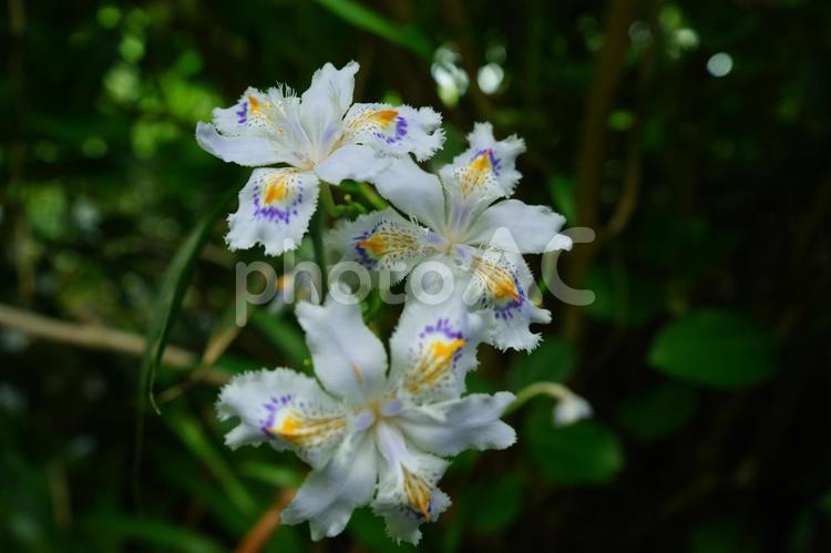 日陰にシャガの花、ひっそりと 自然,美しい,涼やかの写真素材