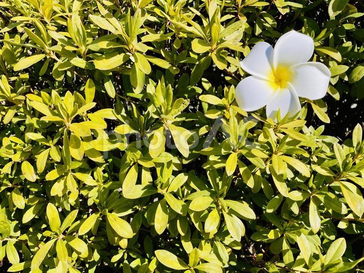 プルメリア プルメリア,女性的,造花の写真素材