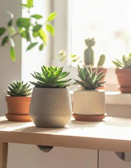 光が差し込む室内の鉢植え多肉植物の写真