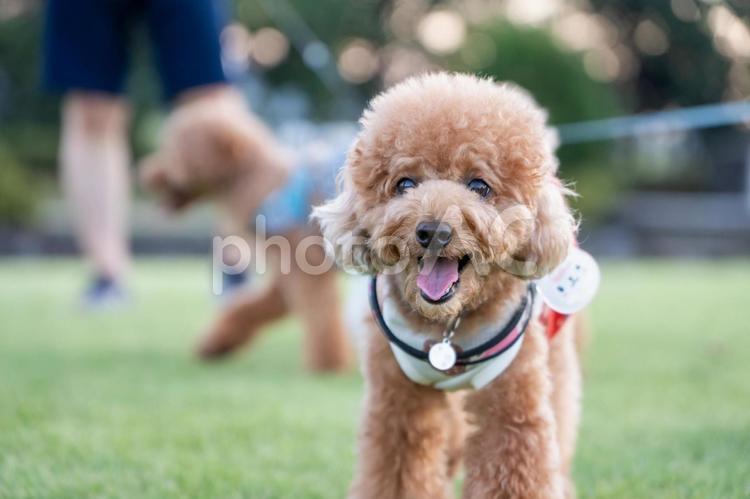 夏の公園で散歩するトイプードル トイプードル,トイプー,夏の写真素材