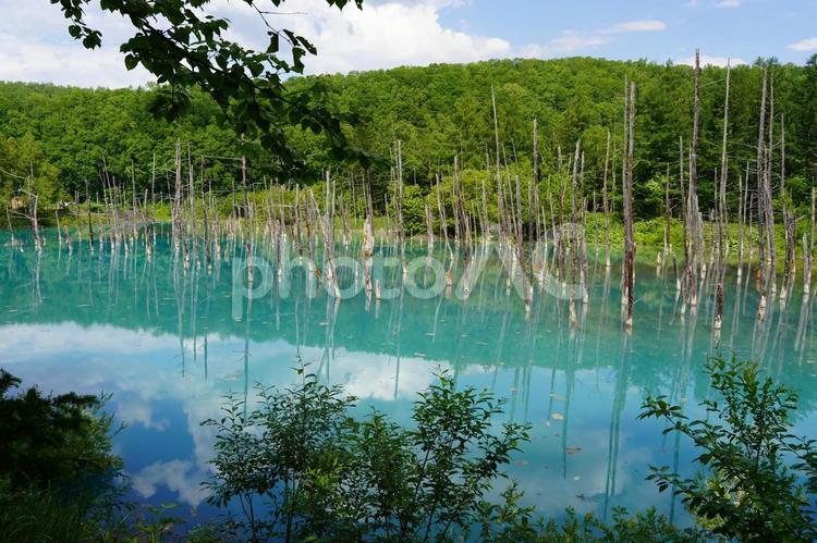 美瑛の青い池 美瑛町,青い,池の写真素材