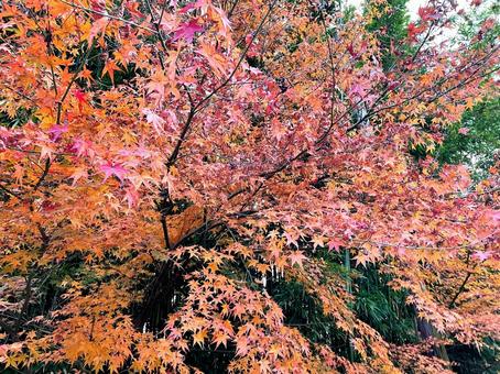 紅葉 紅葉,秋,赤の写真素材