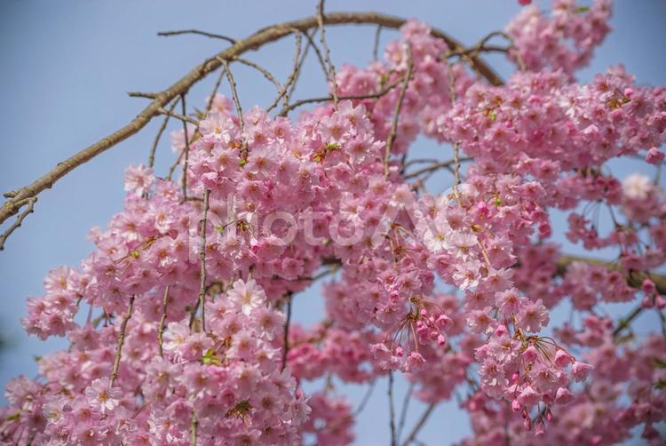 満開の八重紅枝垂桜　弘前公園 桜,花びら,八重紅枝垂桜の写真素材