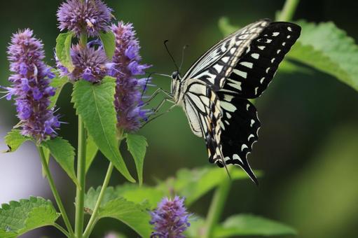 アゲハチョウとアニスヒソップ アゲハチョウ,蝶,昆虫の写真素材