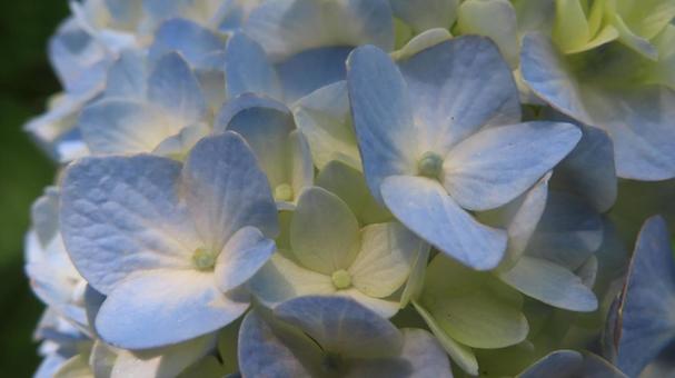 Photo, hydrangea, flower, beautiful, 