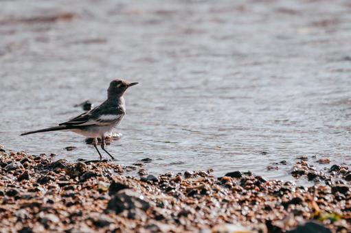 Photo, seguro sekirei, wild bird, birdie, 
