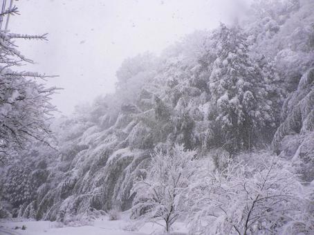 大雪で木に積もった雪9 冬,大雪,雪の写真素材
