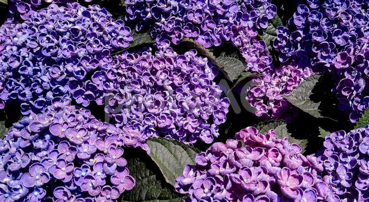 紫色のアジサイの花 あじさい,紫陽花,花の画像の写真素材