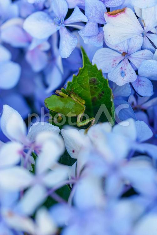 紫陽花とアマガエル アマガエル,カエル,かえるの写真素材