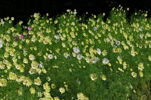 コスモス満開 コスモス満開の写真