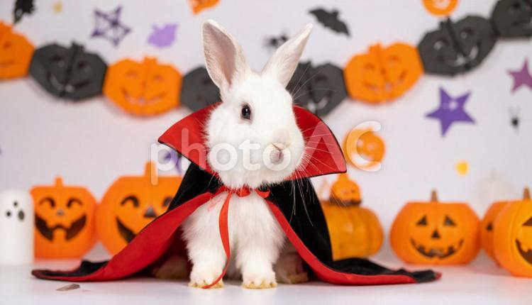 ハロウィン仮装をした可愛いウサギ うさぎ,ハロウィン,白うさぎの写真素材