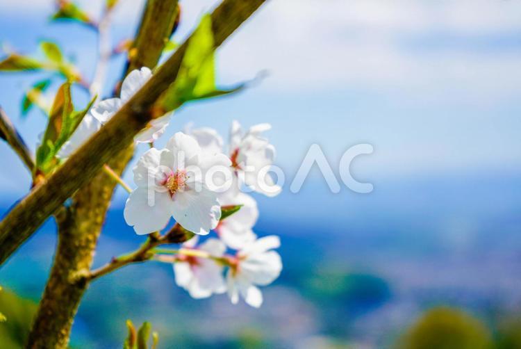 ソメイヨシノの可愛い花 桜,花見,春の写真素材
