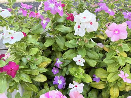 咲き乱れるニチニチソウの花 咲き乱れるニチニチソウの花 ニチニチソウ,花,ピンクの花の写真素材
