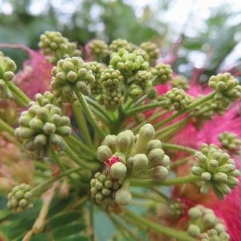 ネムノキ(合歓の木) ネムノキ(合歓の木) ネムノキ,合歓の木,花の写真素材