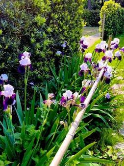 ムラサキイリス　花の写真