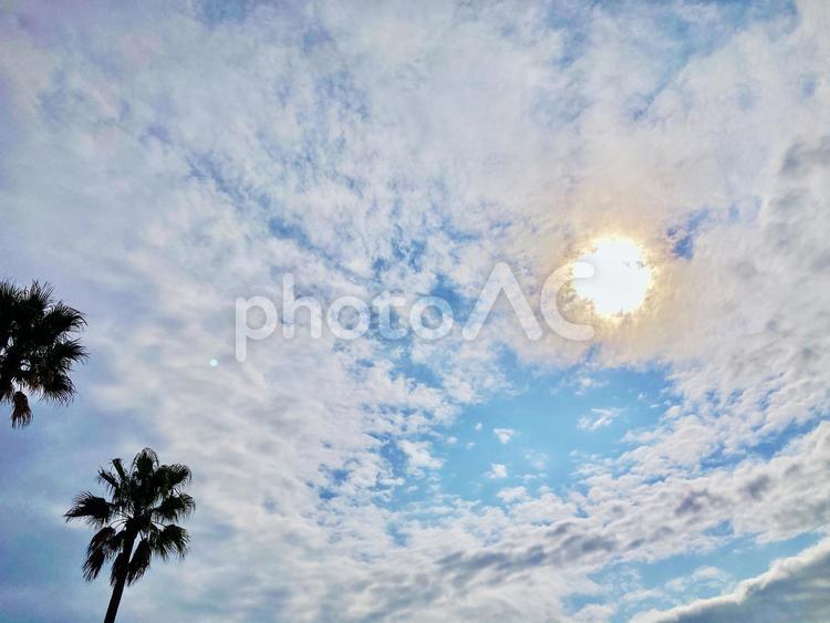 太陽と空と雲とフェニックスの木 太陽,空,雲の写真素材