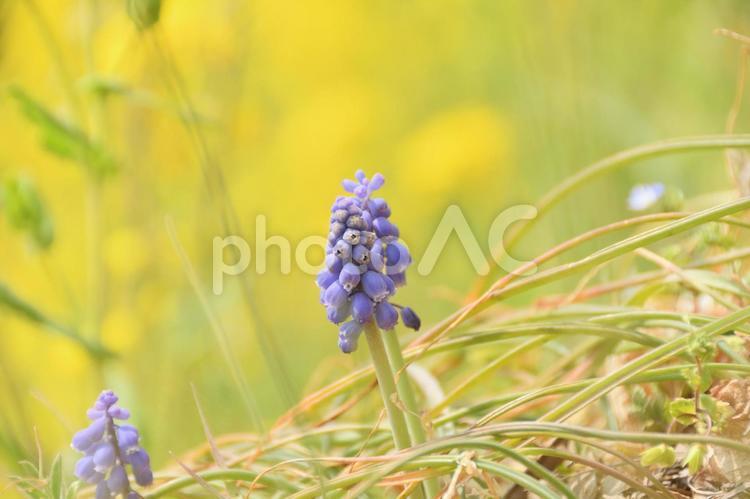菜の花とムスカリの群生 植物,花,菜の花の写真素材