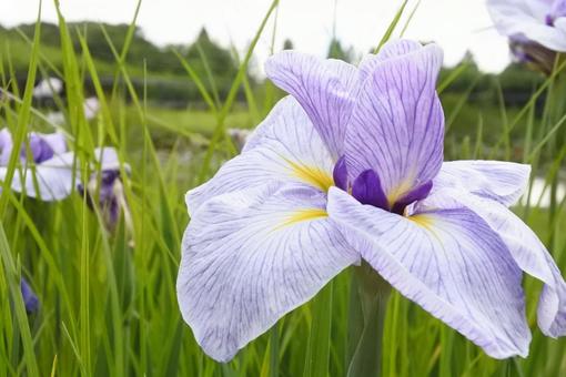 irises, JPG