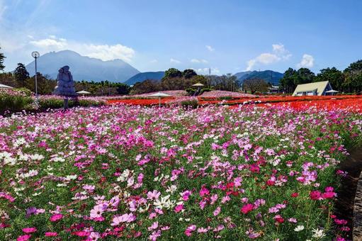 有明の森フラワー公園のコスモス 有明の森フラワー公園のコスモス コスモス,秋桜,コスモス園の写真素材