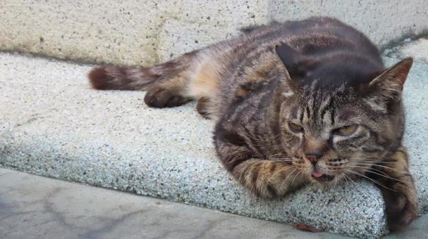 猛暑が続き夏バテ中のもふもふな猫 猛暑が続き夏バテ中のもふもふな猫 猫,キジトラ,寝そべるの写真素材