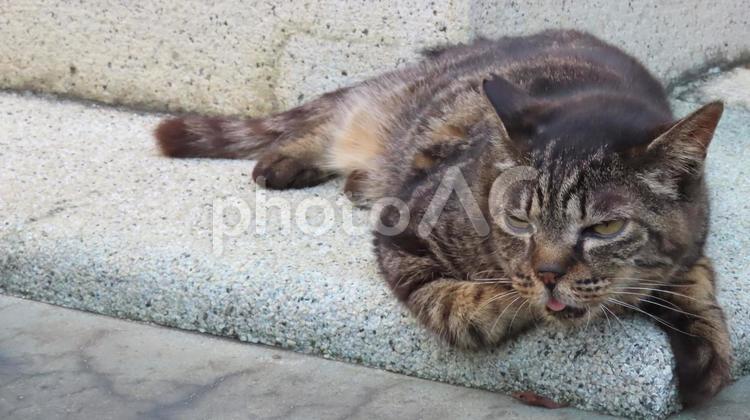 猛暑が続き夏バテ中のもふもふな猫 猫,キジトラ,寝そべるの写真素材