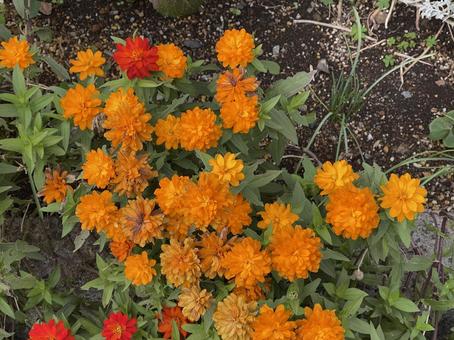 東京11月：ジニアの花 2025 花,ジニア,百日草の写真素材