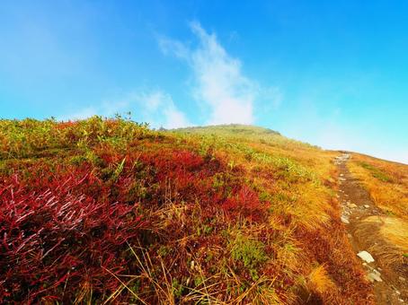 紅葉（天狗原山・金山） 紅葉,もみじ,秋の写真素材