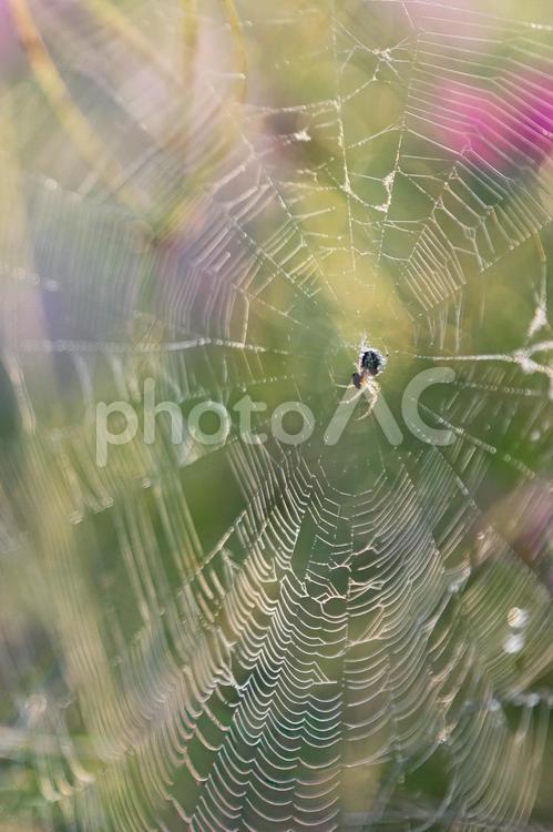 朝露の雫が光る芸術的な蜘蛛の巣 蜘蛛の巣,朝露,水滴の写真素材