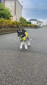 歩くのをやめたワンコ わんこ,ワンコ,さんぽの写真素材