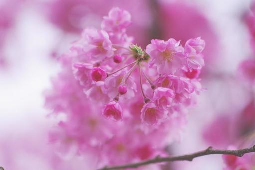 cherry blossoms, JPG