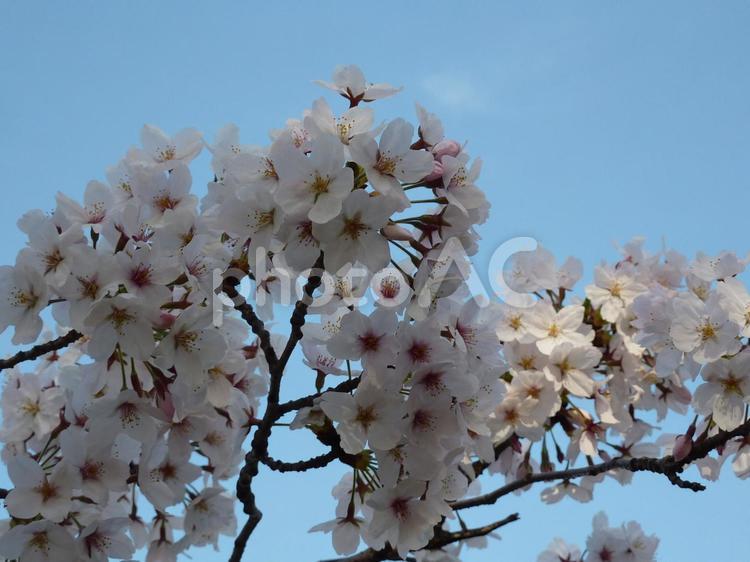青空と桜 桜,さくら,サクラの写真素材