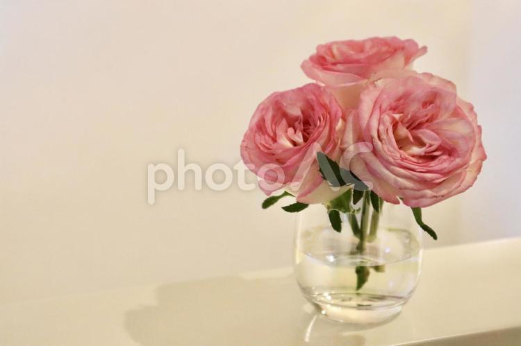 ピンクの薔薇とグラス　アイボリーの背景 薔薇,インテリア,ピンクのバラの写真素材