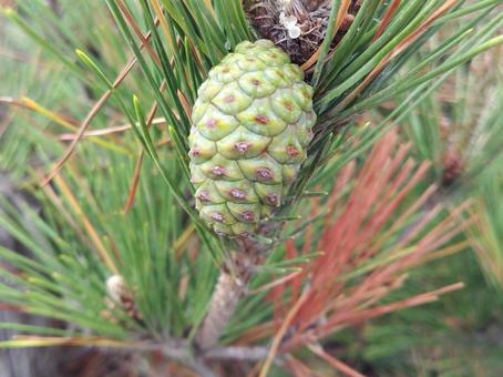 bluepinecone bluepineconeの写真