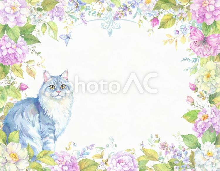 ペルシャ猫と花のフレーム 猫,花,メッセージカードの写真素材