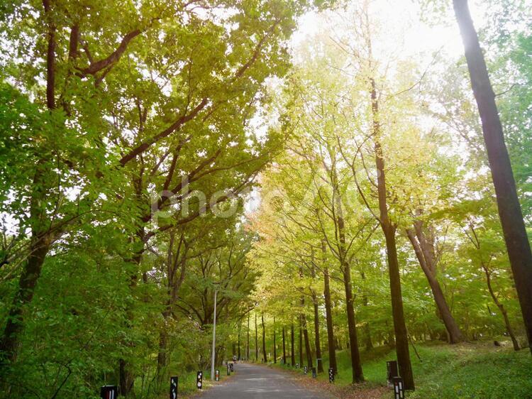 森林 森林公園,木漏れ日,空の写真素材